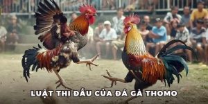 đá gà bồ Thomo